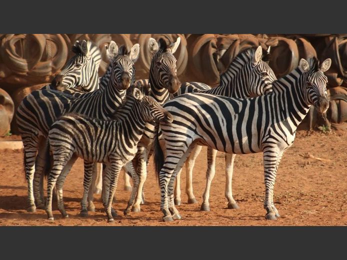 ZEBRA