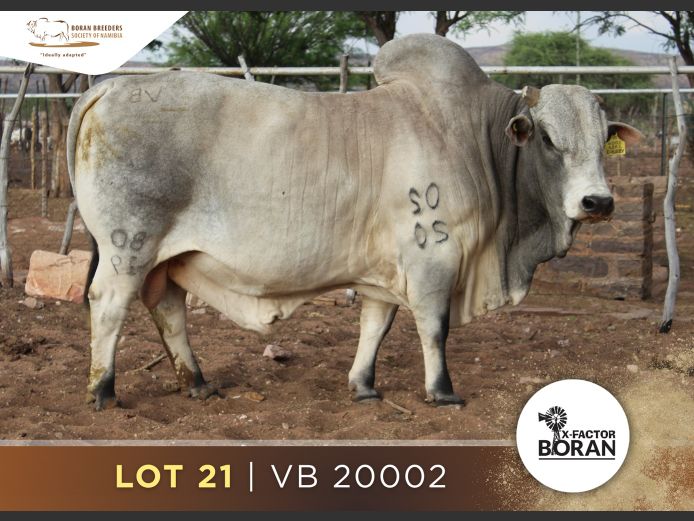 20-0002VB | JAPIE FP
