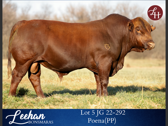 JG220292 | Leehan Bonsmara
