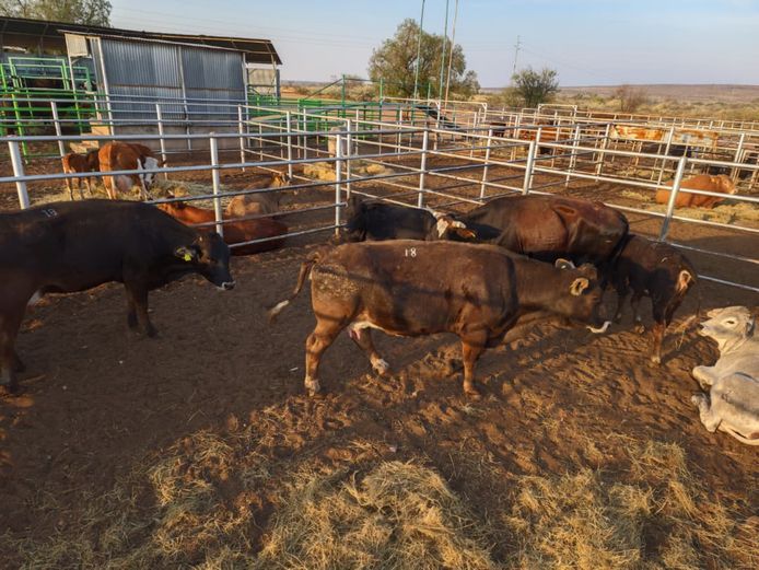 VAN NIEKERK PJ | DAIRY CATTLE 