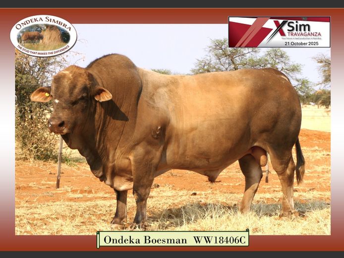 WW18406C | ONDEKA SIMBRA