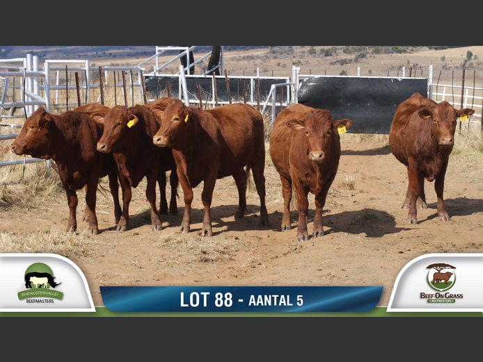 Commercial Animls | RHENOSTERVALLEI & BEEF ON GRASS