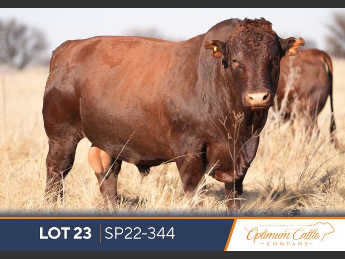 SP220344 | OPTIMUM BONSMARA