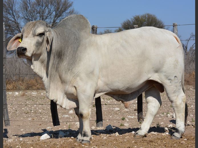 23-0301FK | WANETTA BRAHMANE 
