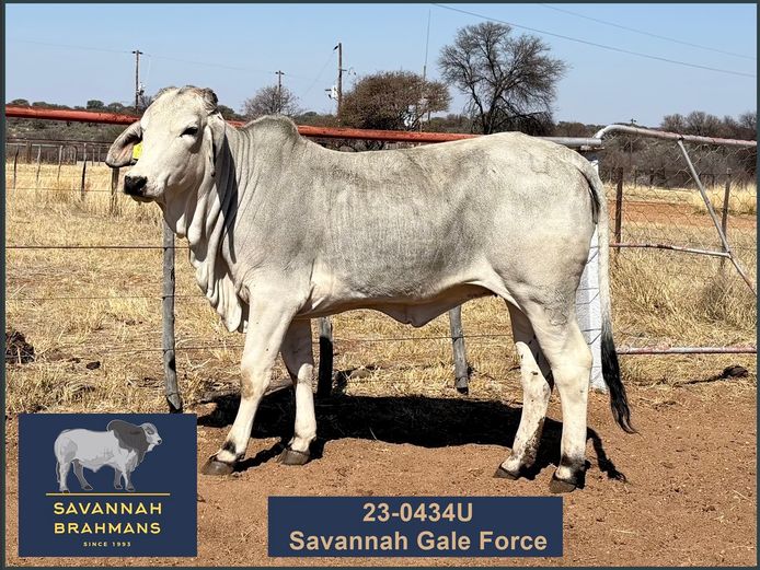 23-0434U | SAVANNAH BRAHMANS