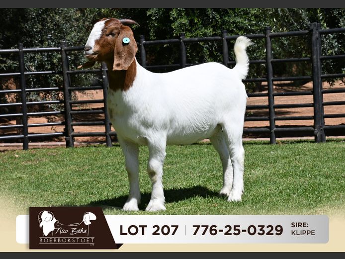 776-25-0329 | Nico Botha Boerbokstoet