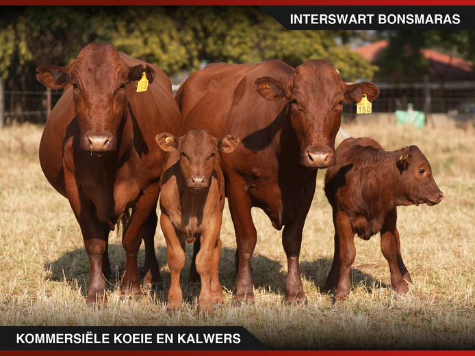 Commercial Animals | Interswart