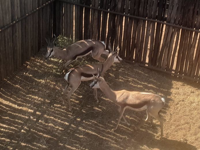 SPRINGBOK | HANLEY