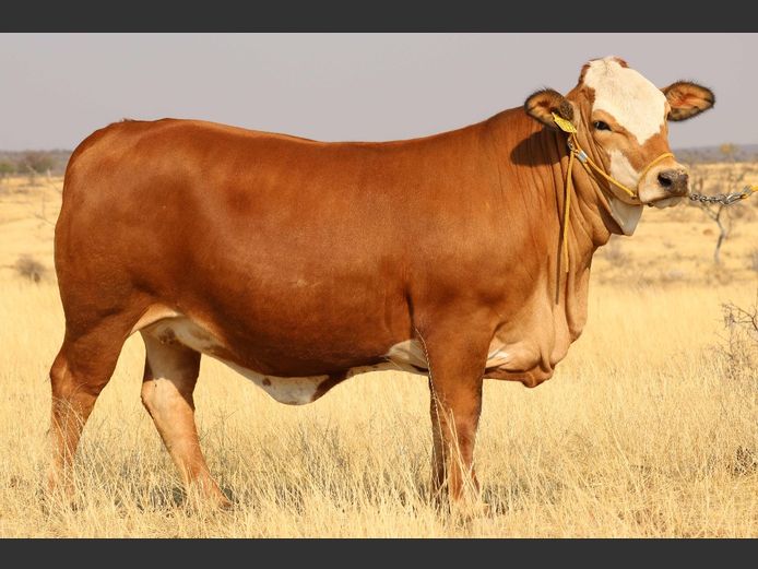 DM231546C | KAMAB SIMBRA