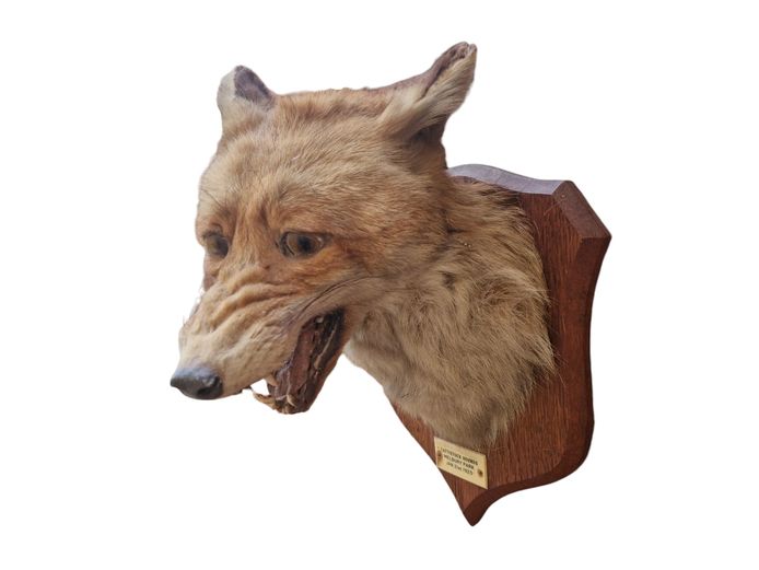 1925 Taxidermy Red Fox "Cattistock Hounds"