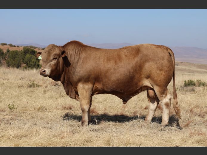 HBH 240003 | CLARK CATTLE COMPANY PTY LTD