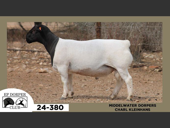 24-380  |  CHARL KLEINHANS - MIDDELWATER DORPERS