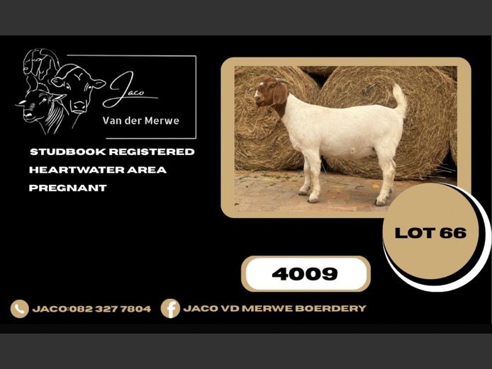 240009 | JACO VAN DER MERWE