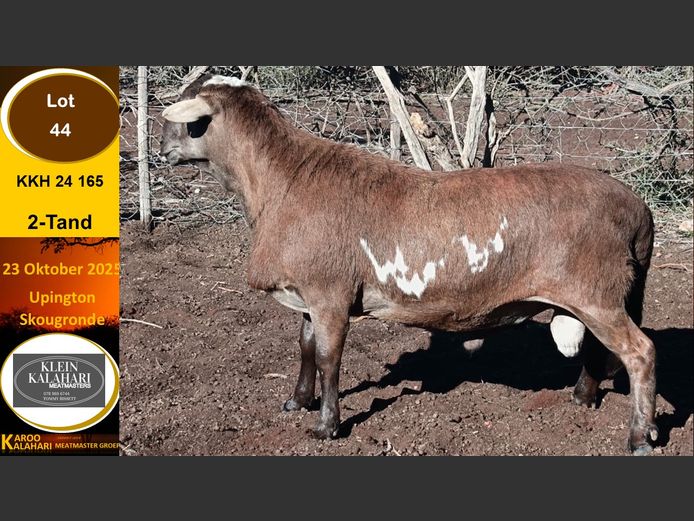 KKH 24.165 | Tommy Bissett - Klein Kalahari Meatmasters