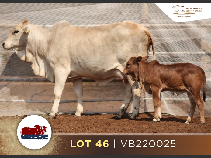 22-0025VB | VREDE BORANS
