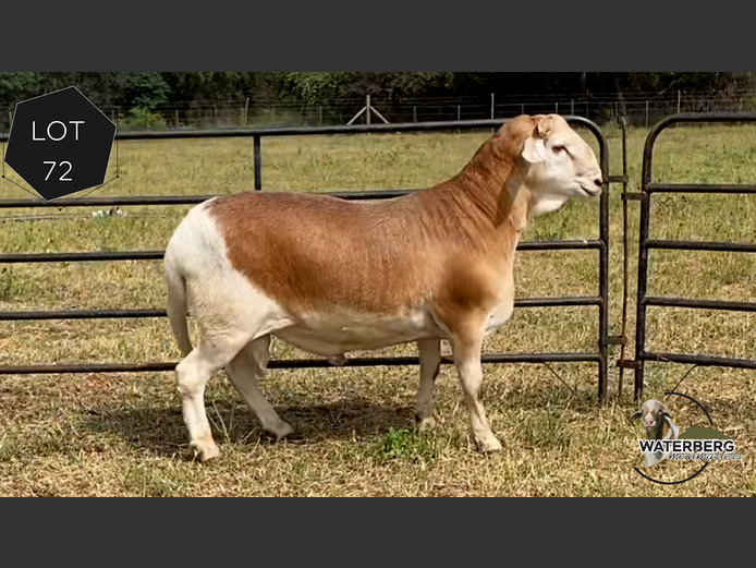 Ram | Waterberg Meatmaster