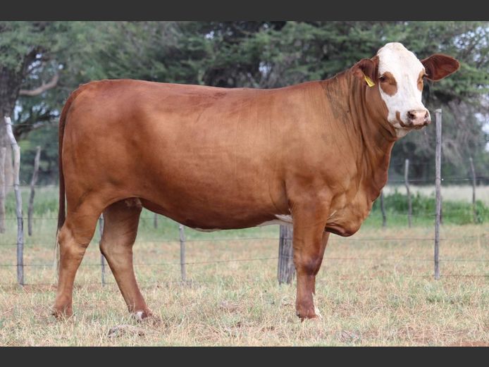 DM231142 | KAMAB SIMBRA