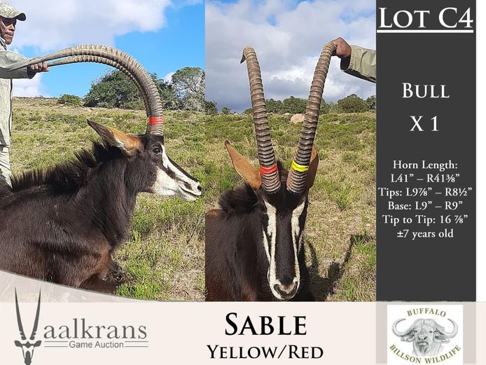 Sable Bulls