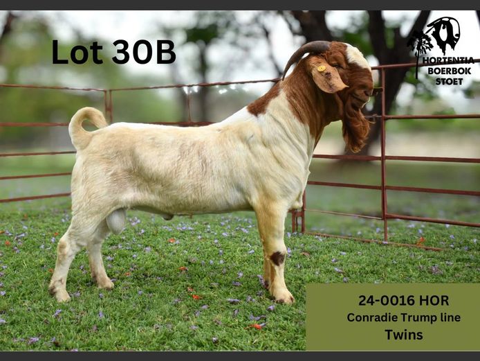 24-0016HOR | HORTENTIA BOERBOK STOET