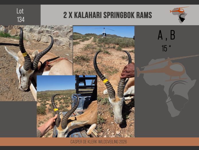 Kalahari Springbuck (15")