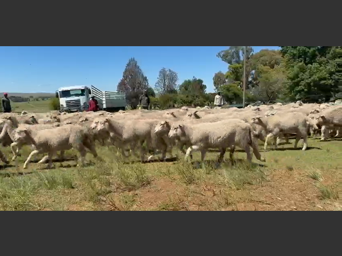DORMER/DOHNE STOORLAMMERS
(Rooi boud)