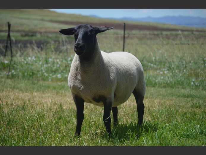 301 240052 | TWEESEUNS