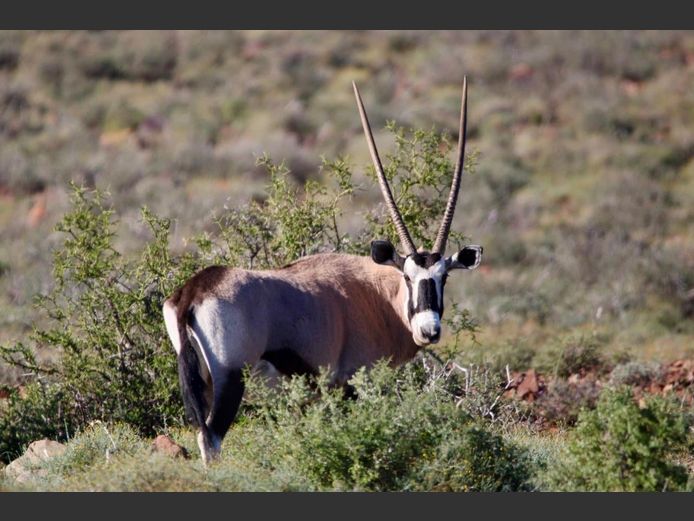Gemsbok Mixed | SANParks - Mokala National Park
