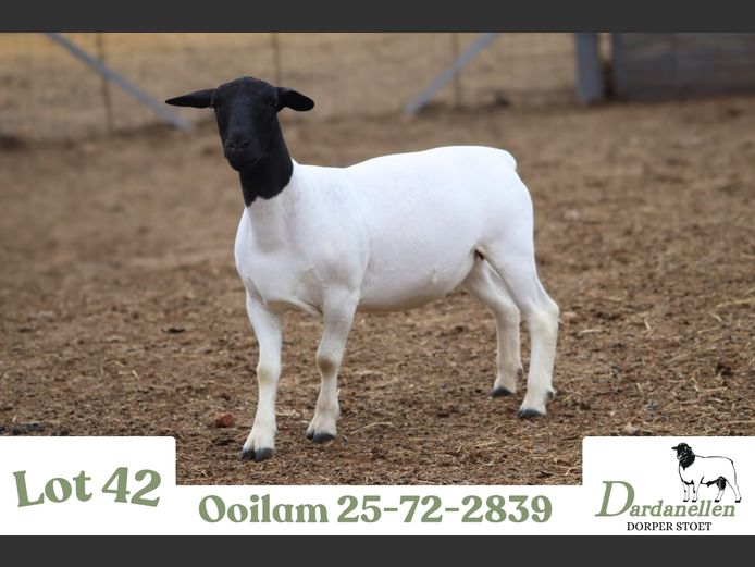 2572 | DARDANELLEN DORPERS