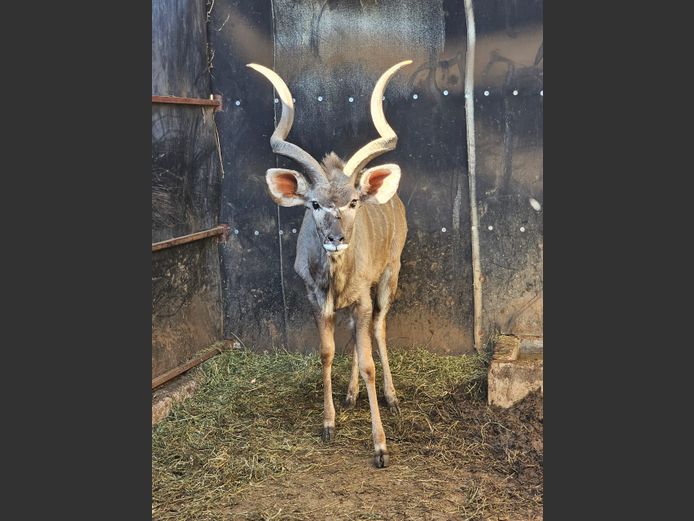 KUDU | KRUISRIVIER