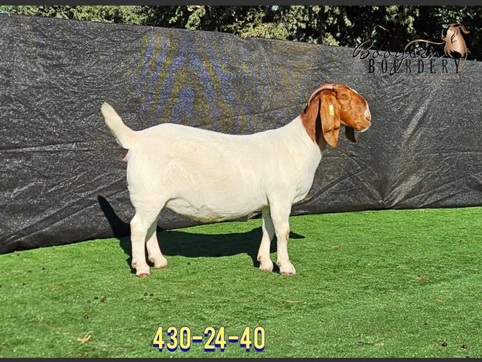 430240040 | Booysen Boerbokstoet