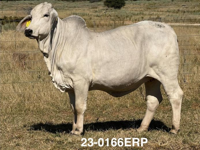 23-0166ERP | HARROBI BRAHMAN