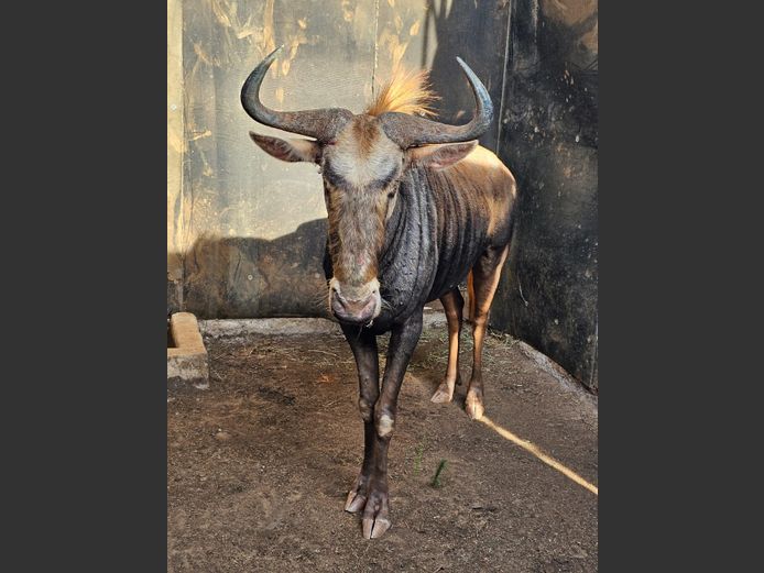 KING WILDEBEEST | JPX SAFARIS