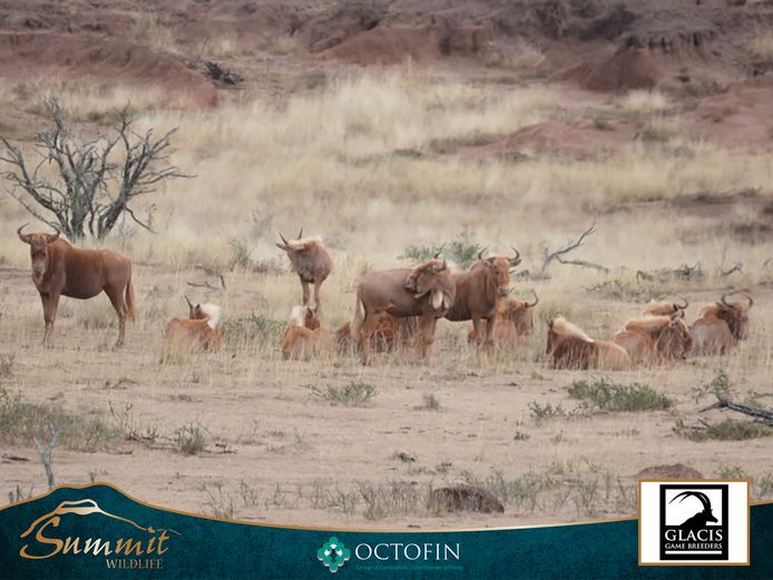 GOLDEN WILDEBEEST GROUP