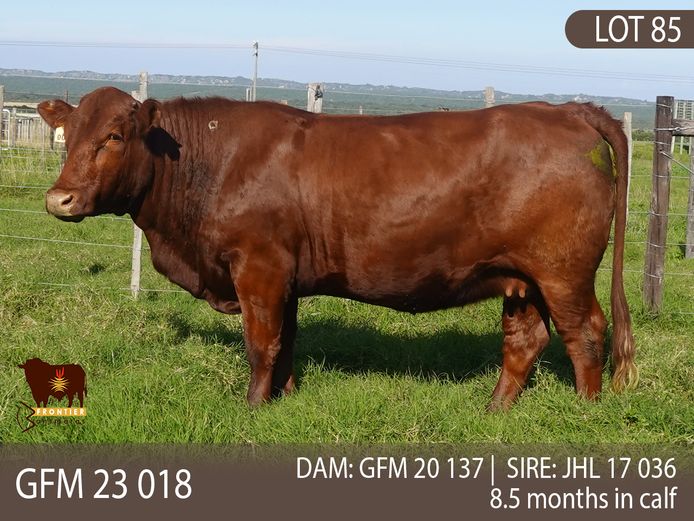 GFM 230018 | MEYER BONSMARAS
