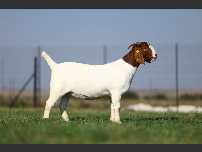 1828 250032 | Triangle Farms Boerbokstoet