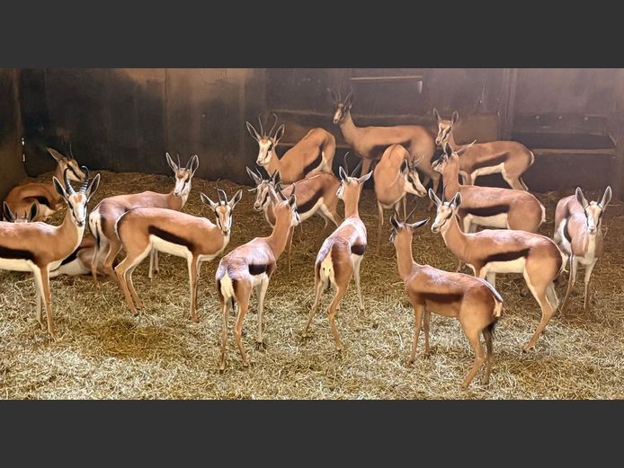 Springbok Teeltrop