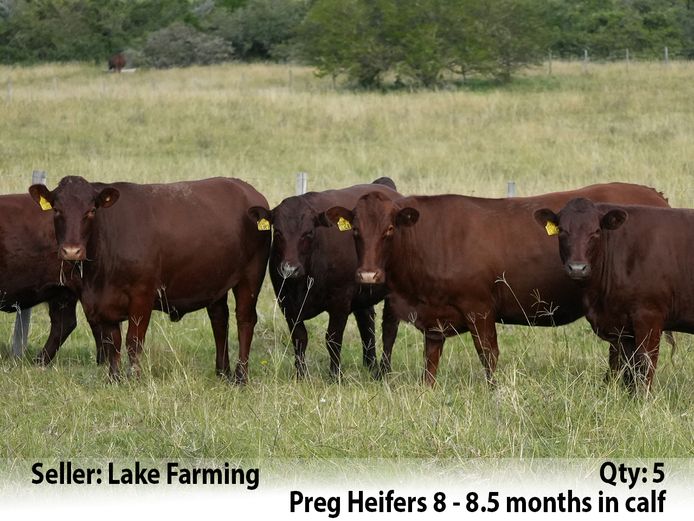 Commercial Animals | Lake Farming
