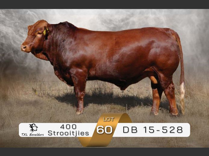 SEMEN | DB 15-528