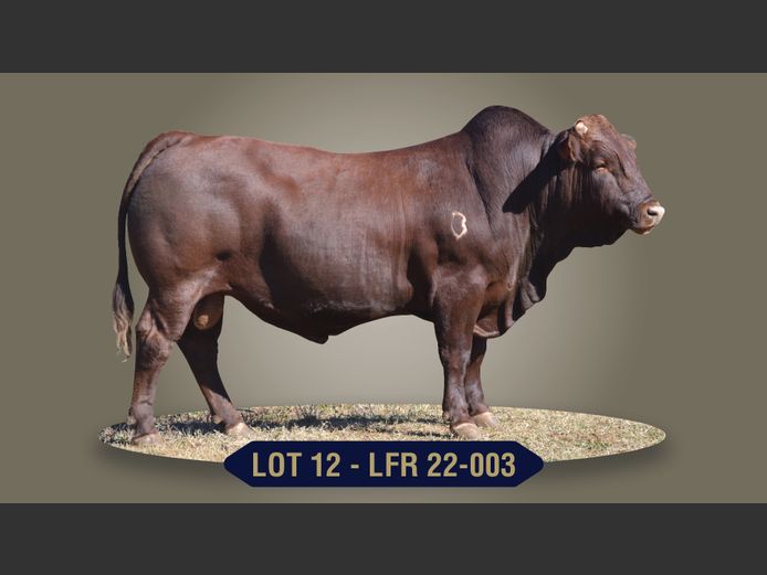 LFR 220003 | G.J. STRYDOM