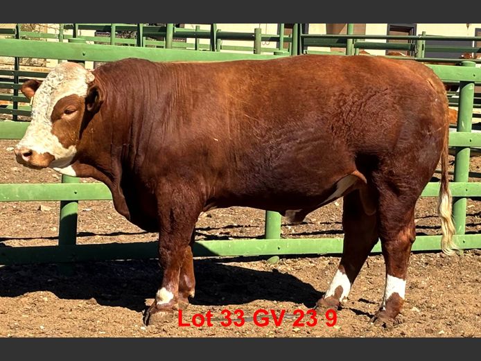 GV239 | VOIGTLAND SIMMENTALER