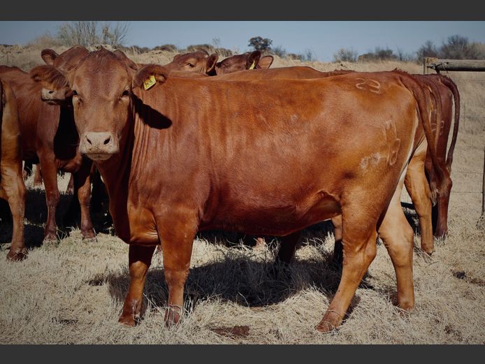 Commercial Animals | Nooitgedacht