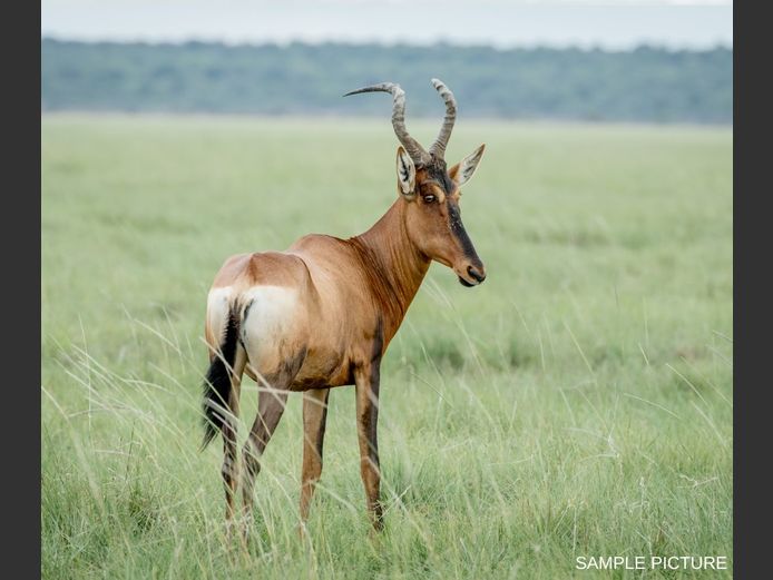 RED HARTEBEEST | GOLDEN GAME WILDLIFE