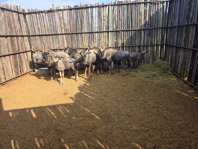 BLOUWILDEBEES | HANLEY 2