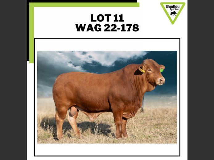 WAG 22-0178 | WAGNOU BEEFMASTER