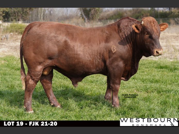 FJK 210020 | WESTBOURN BONSMARAS