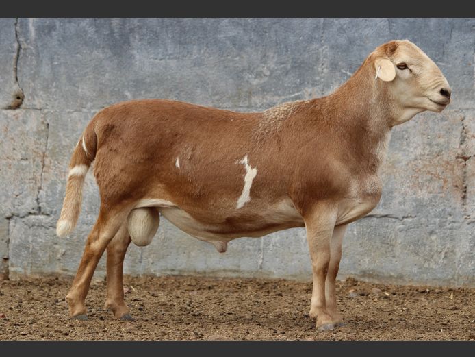 CRL 24.345 | Riaan Liebenberg - Hanri Meatmasters