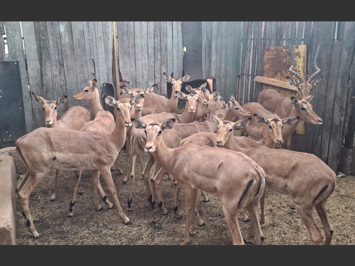 IMPALA | ZEEKOEVALLEY