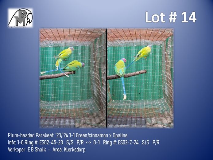 1-1 '23/'24 Plum-headed Parakeet: Green/cinnamon x Opaline - E B Shaik