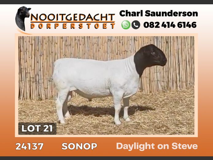24137 | NOOITGEDACHT  DORPERS