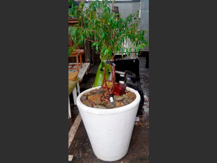 PEACH TREE IN WHITE CONCRETE POT